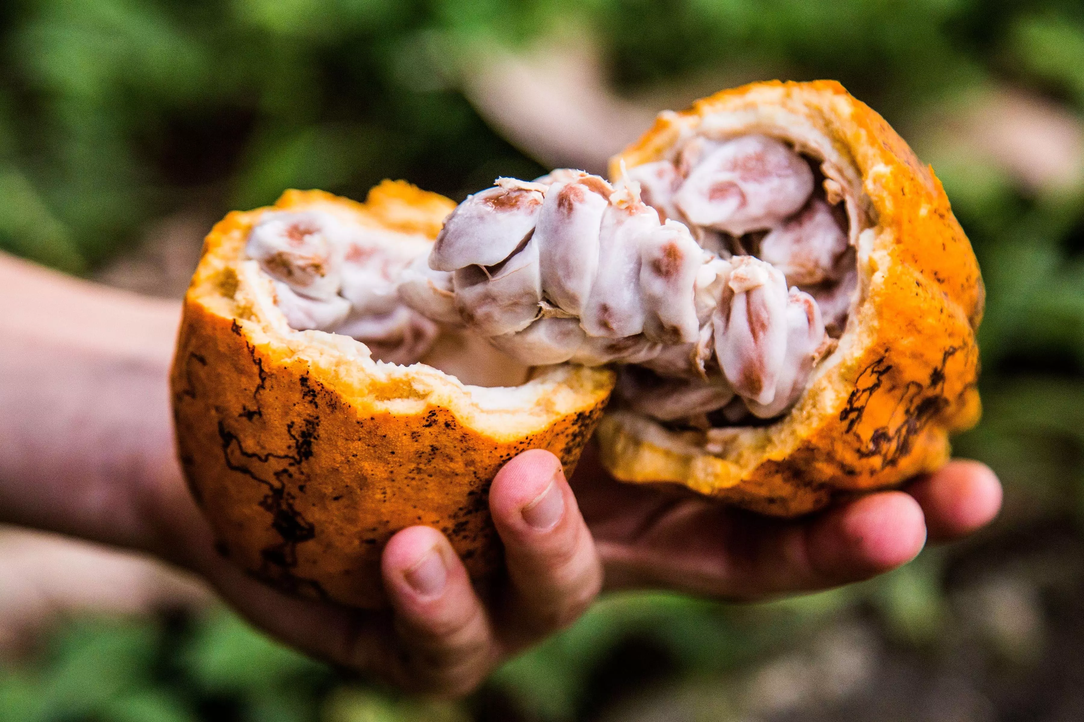cacao sao tome