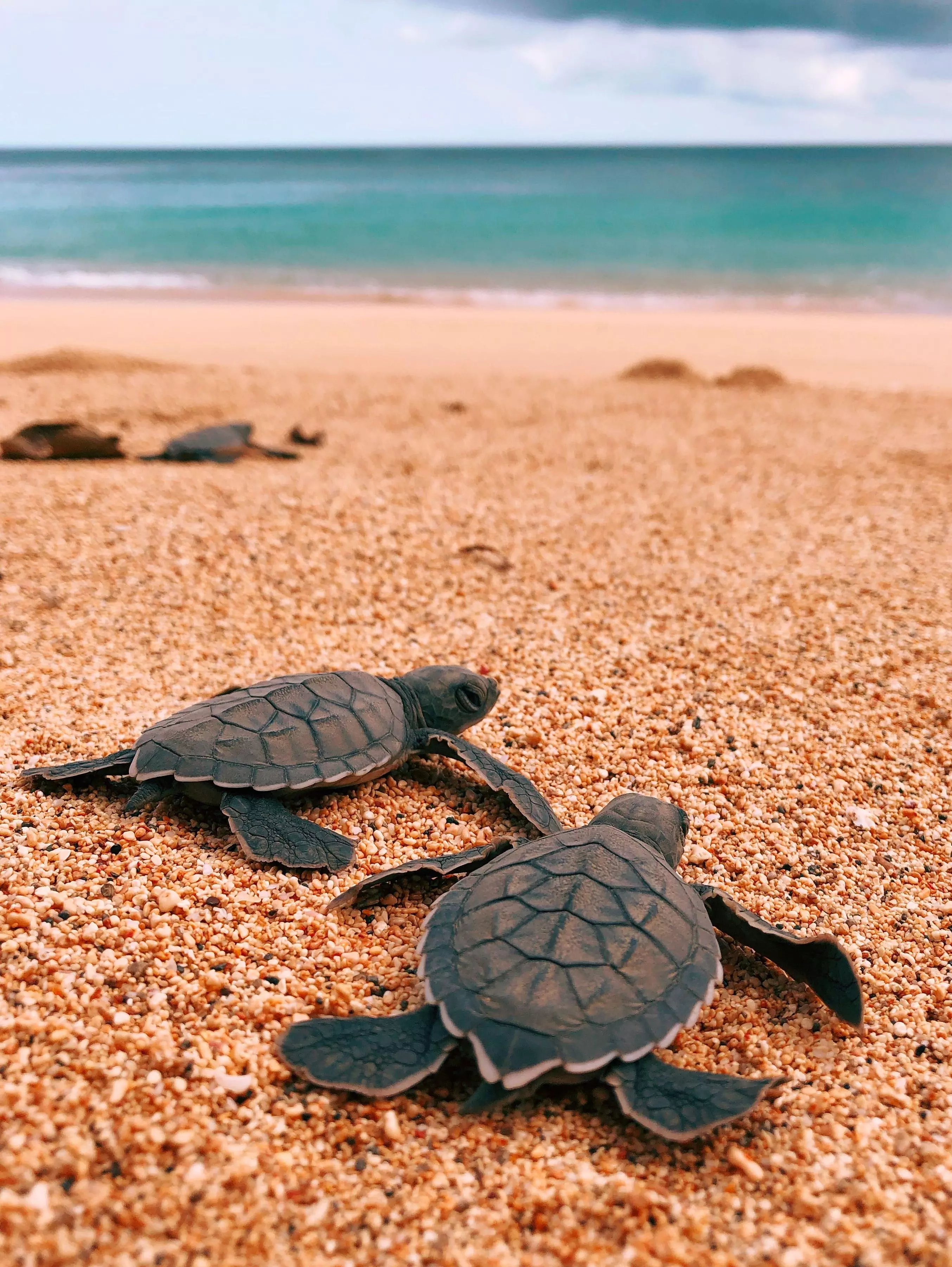 tortues 