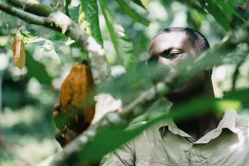 cacao sao tome
