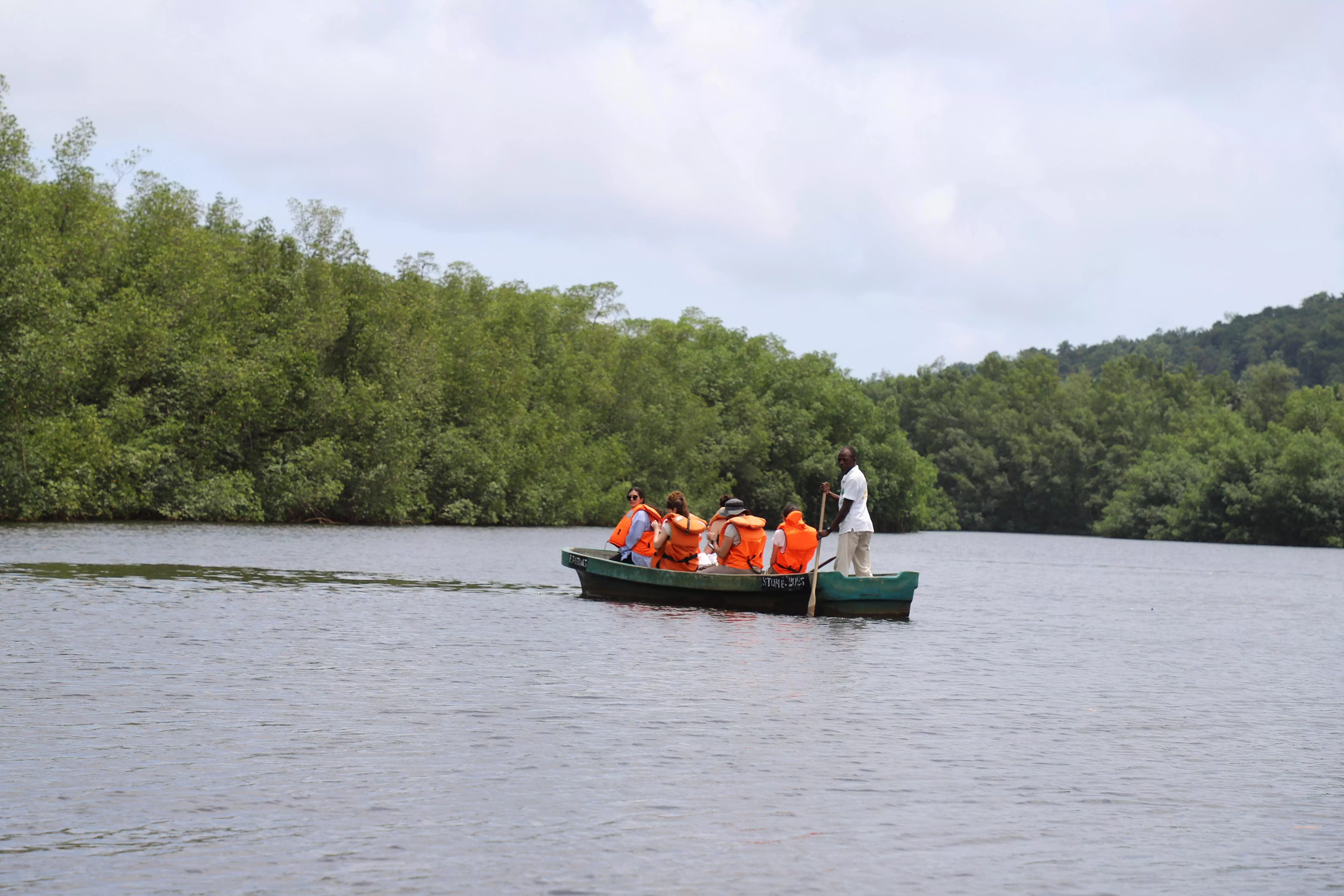 mangrove malanza