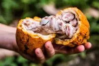 cacao sao tome