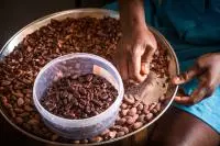 cacao sao tome