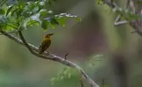 birds sao tome 