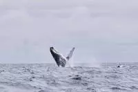 baleines sao tome