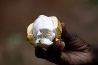 cacao sao tome