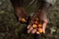 fruits