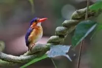 birds sao tome 