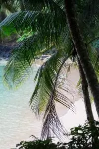 palmiers sao tome