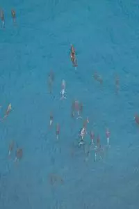 baleines sao tome