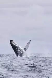 baleines sao tome