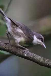 birds sao tome 