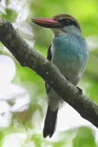 birds sao tome 