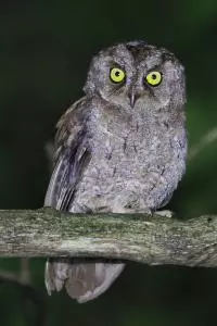 birds sao tome 