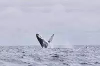 baleines sao tome