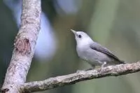 birds sao tome 