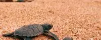 tortues 