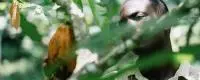 cacao sao tome